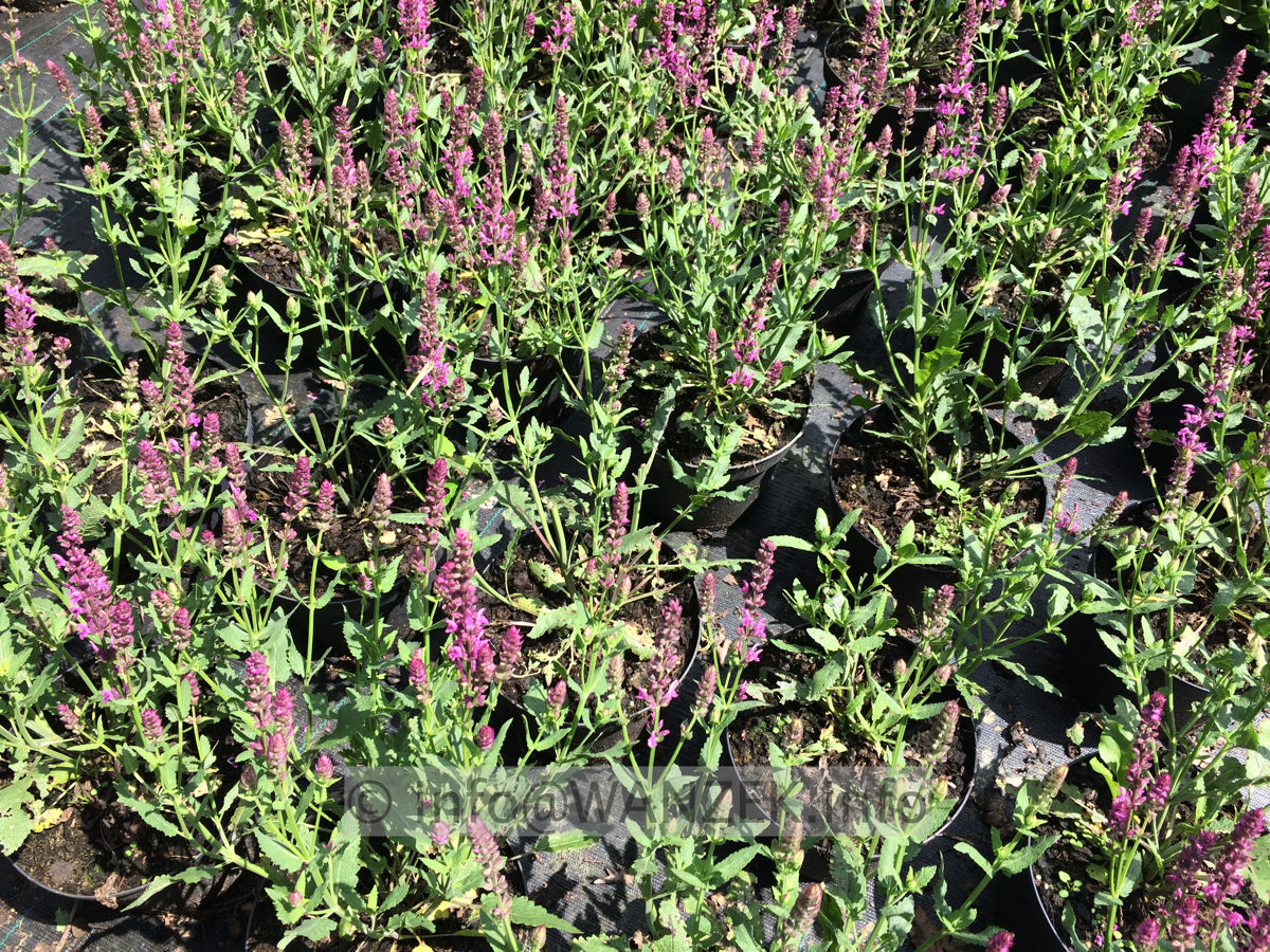 Salvia nemorosa Pink Friesland 02.JPG